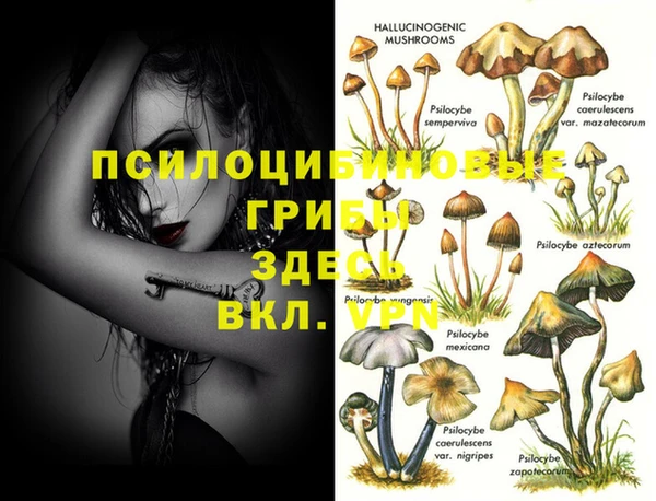 PSILOCYBIN Белокуриха